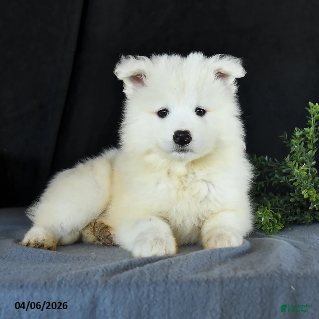 Samoyed dogs for sale: Darla - Ad 2