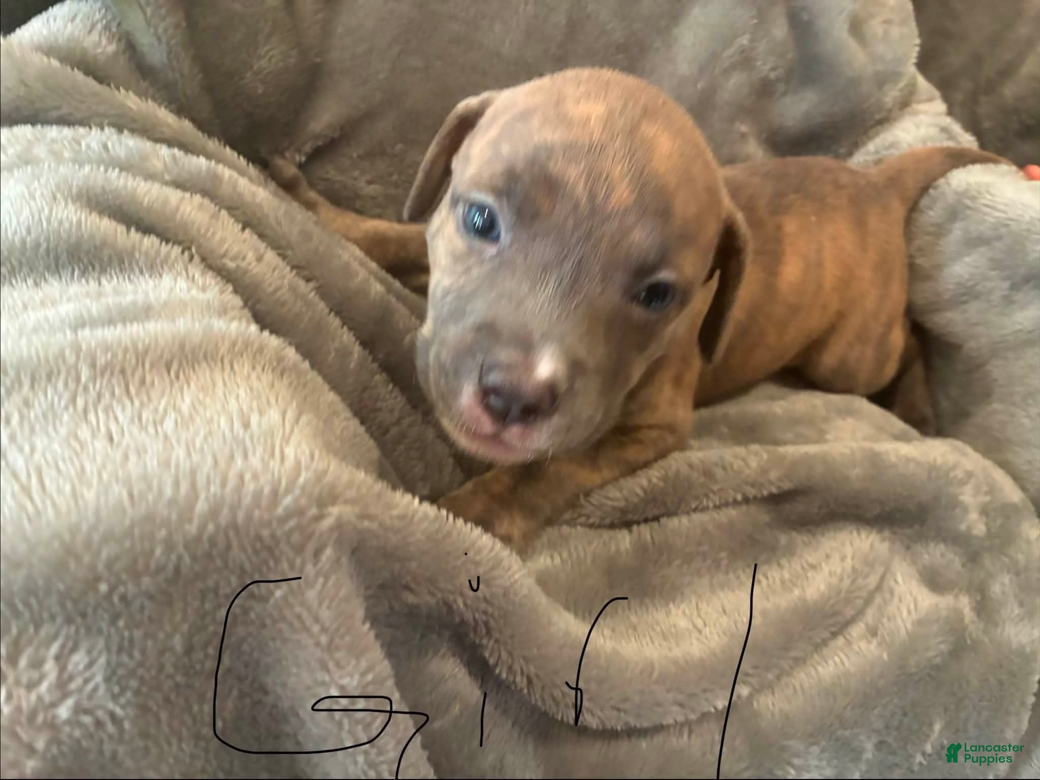 American Pit Bull Terrier dogs American Pit Bull Terrier 7 - Ad 40