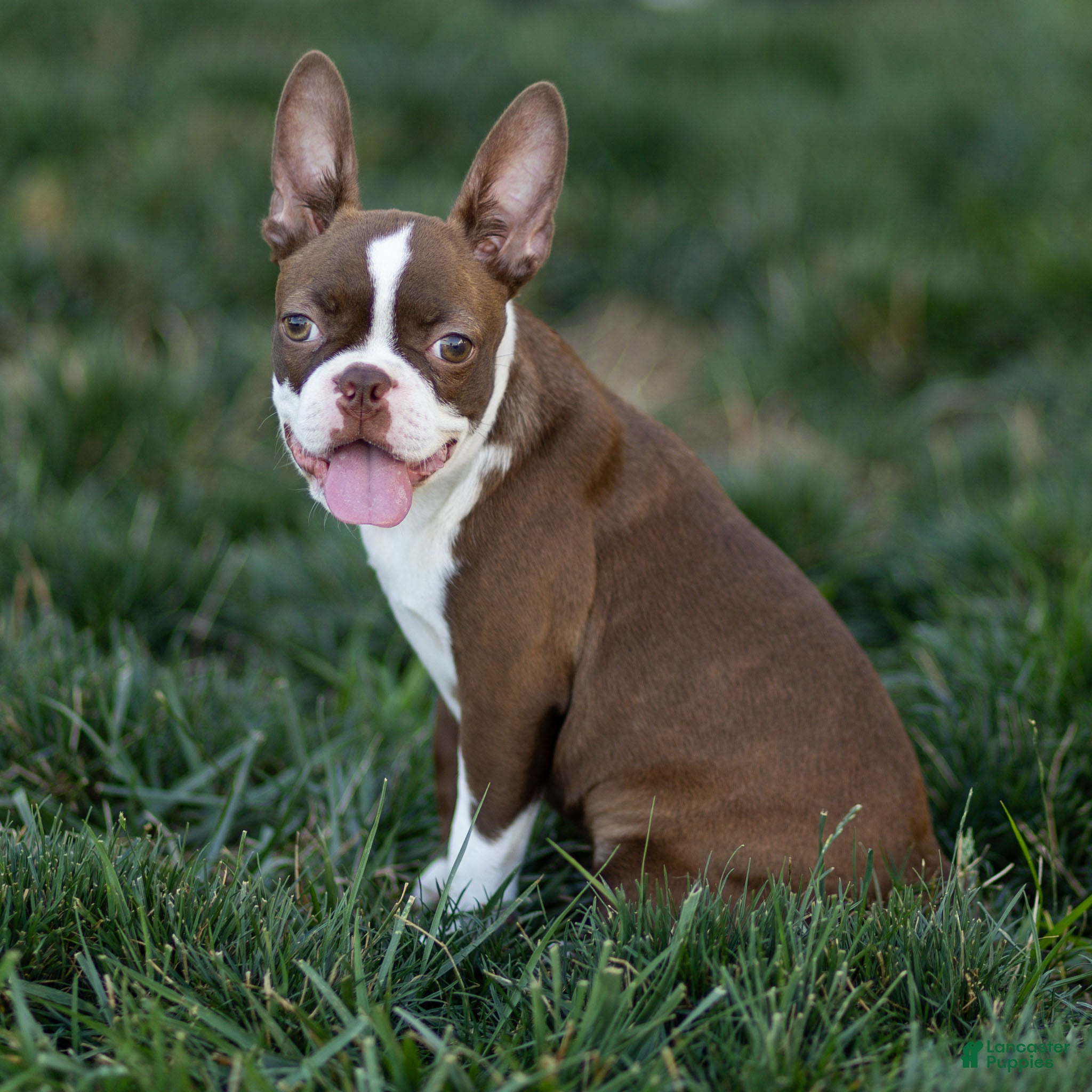 Boston Terrier dogs for sale: Cocoa Boston Terrier  - Ad 2