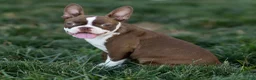 Boston Terrier dogs for sale: Cocoa Boston Terrier  - Ad 1