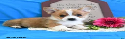 Welsh Corgi Pembroke dogs for sale: Carmen - Ad 4