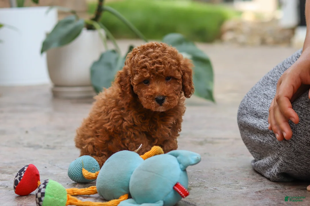 Miniature Poodle dogs for sale: Oakley - Ad 1