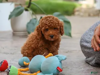 Miniature Poodle dogs for sale: Oakley - Ad 3