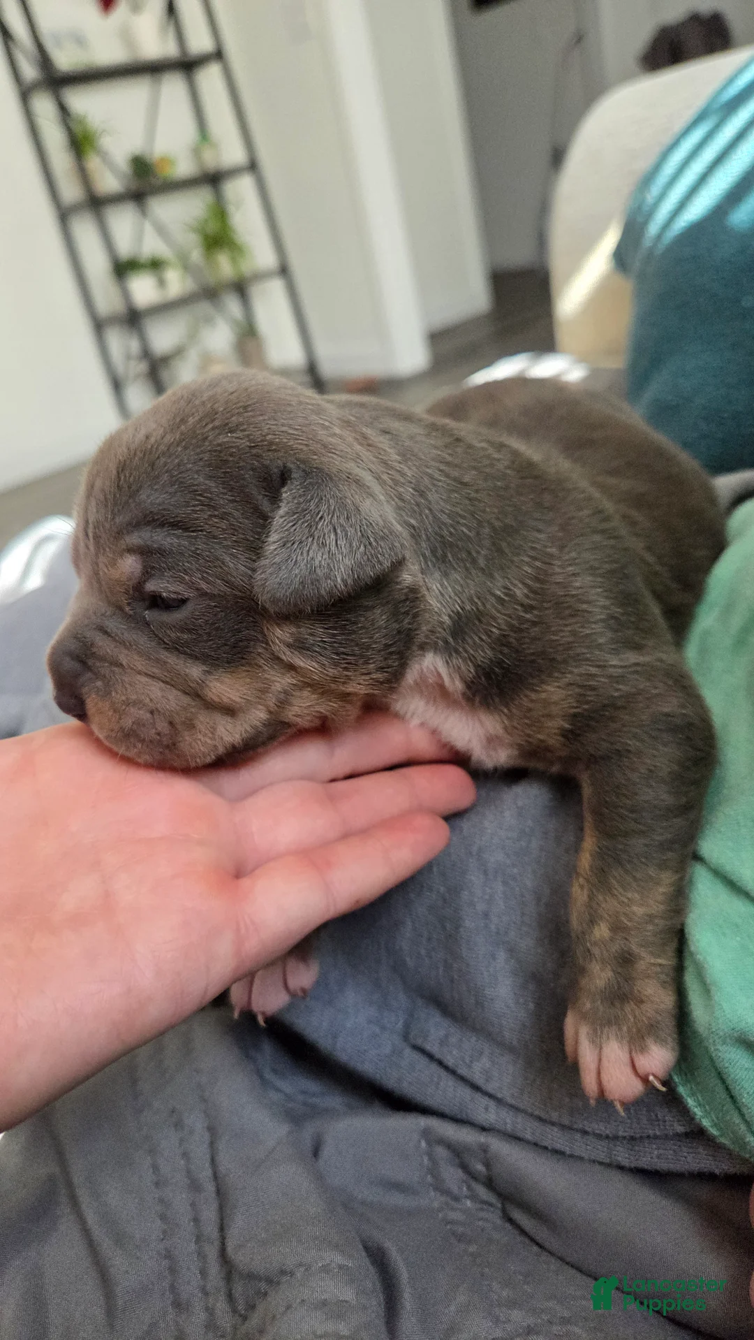 American Bulldog dogs for sale: Blue Tri Female (Purple) - Ad 1