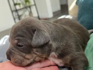 American Bulldog dogs Blue Tri Female (Purple) - Ad 10