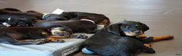 Rottweiler dogs for sale: Vermithor - Ad 5
