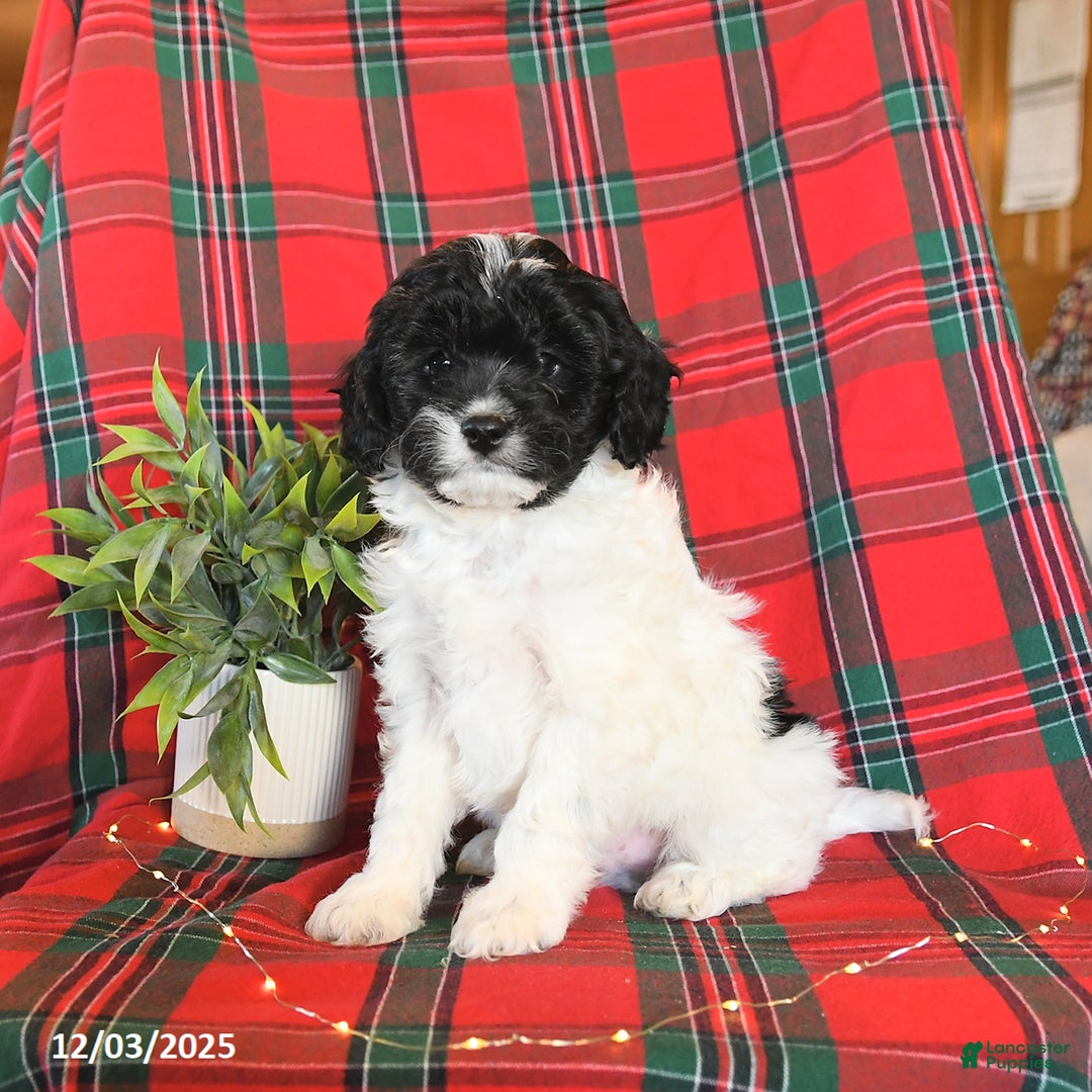 Cavapoo dogs for sale: Archie - Ad 5
