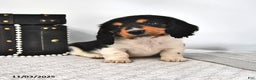 Miniature Dachshund dogs for sale: Gunner - Ad 4