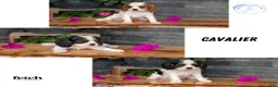 Cavalier King Charles Spaniel dogs for sale: Ruby - Ad 12