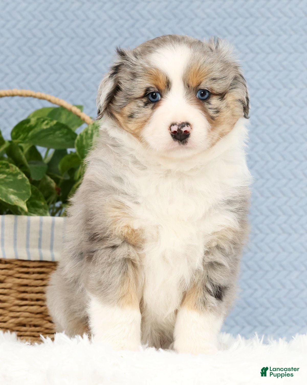 Miniature Australian Shepherd dogs Riley - Ad 2