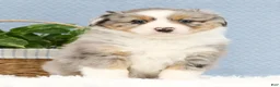 Miniature Australian Shepherd dogs for sale: Riley - Ad 2