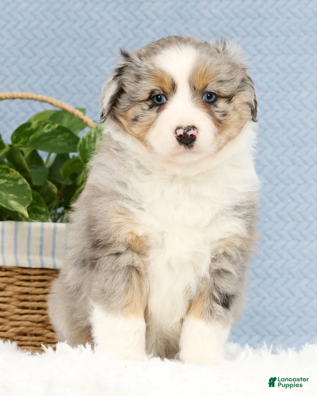 Miniature Australian Shepherd dogs for sale: Riley - Ad 2