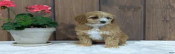 Cavapoo dogs for sale: Cavapoo Puppy 1 - Ad 4