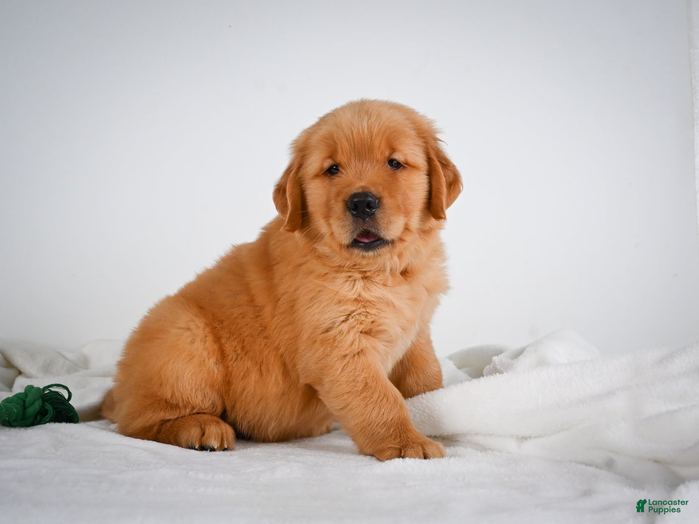Golden Retriever dogs Romeo - Ad 2