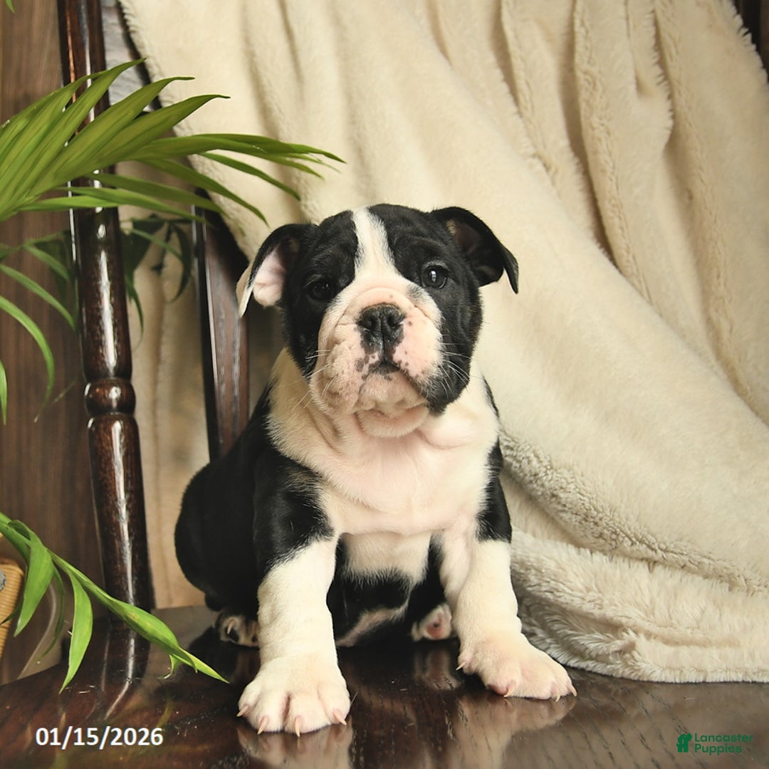 English Bulldog dogs for sale: Willow  - Ad 2
