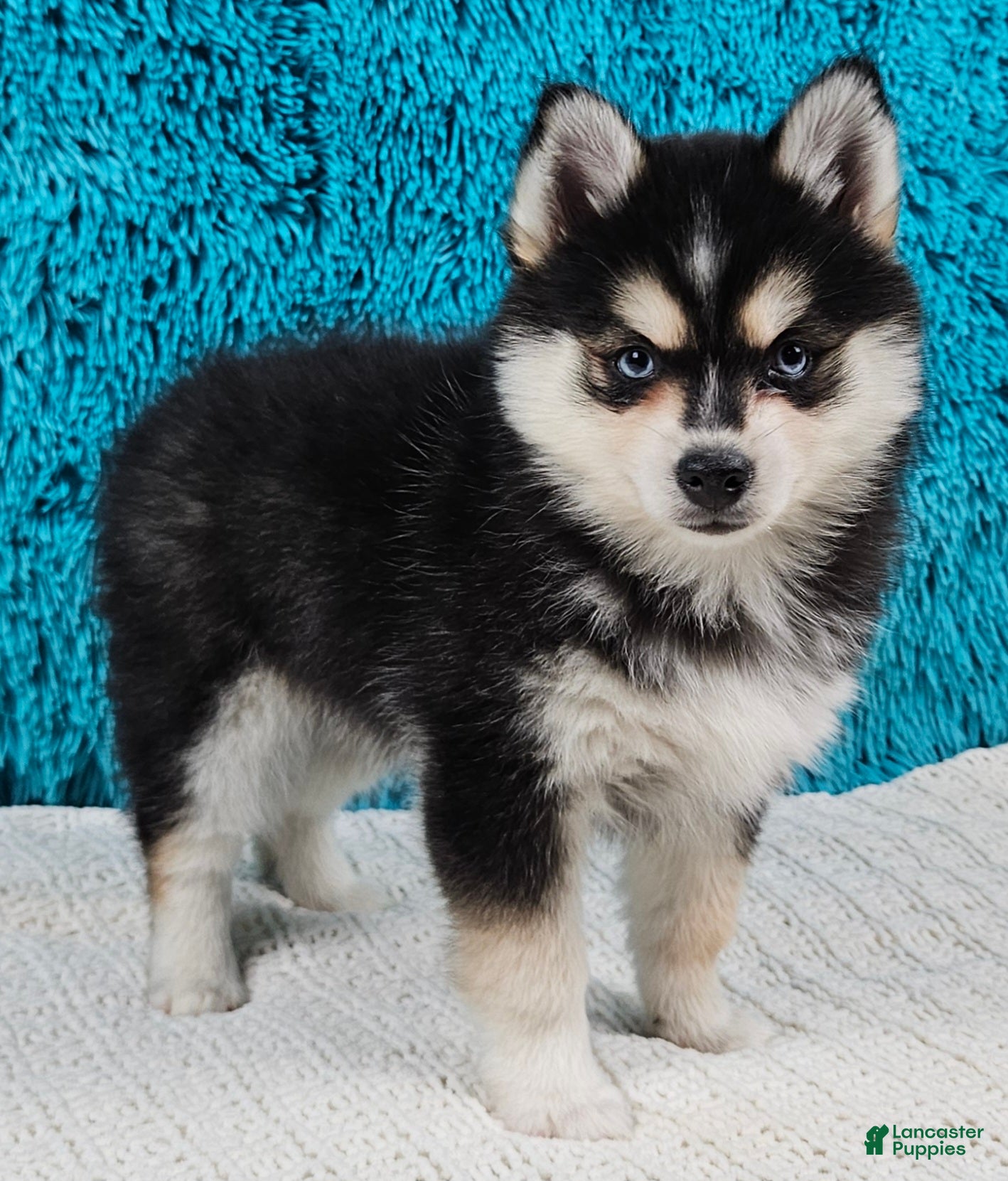 Pomsky dogs Bronco  - Ad 24