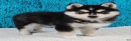 Pomsky dogs for sale: Bronco  - Ad 1