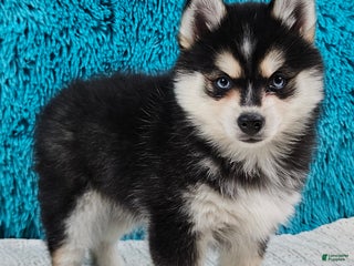 Pomsky dogs Bronco - Ad 17