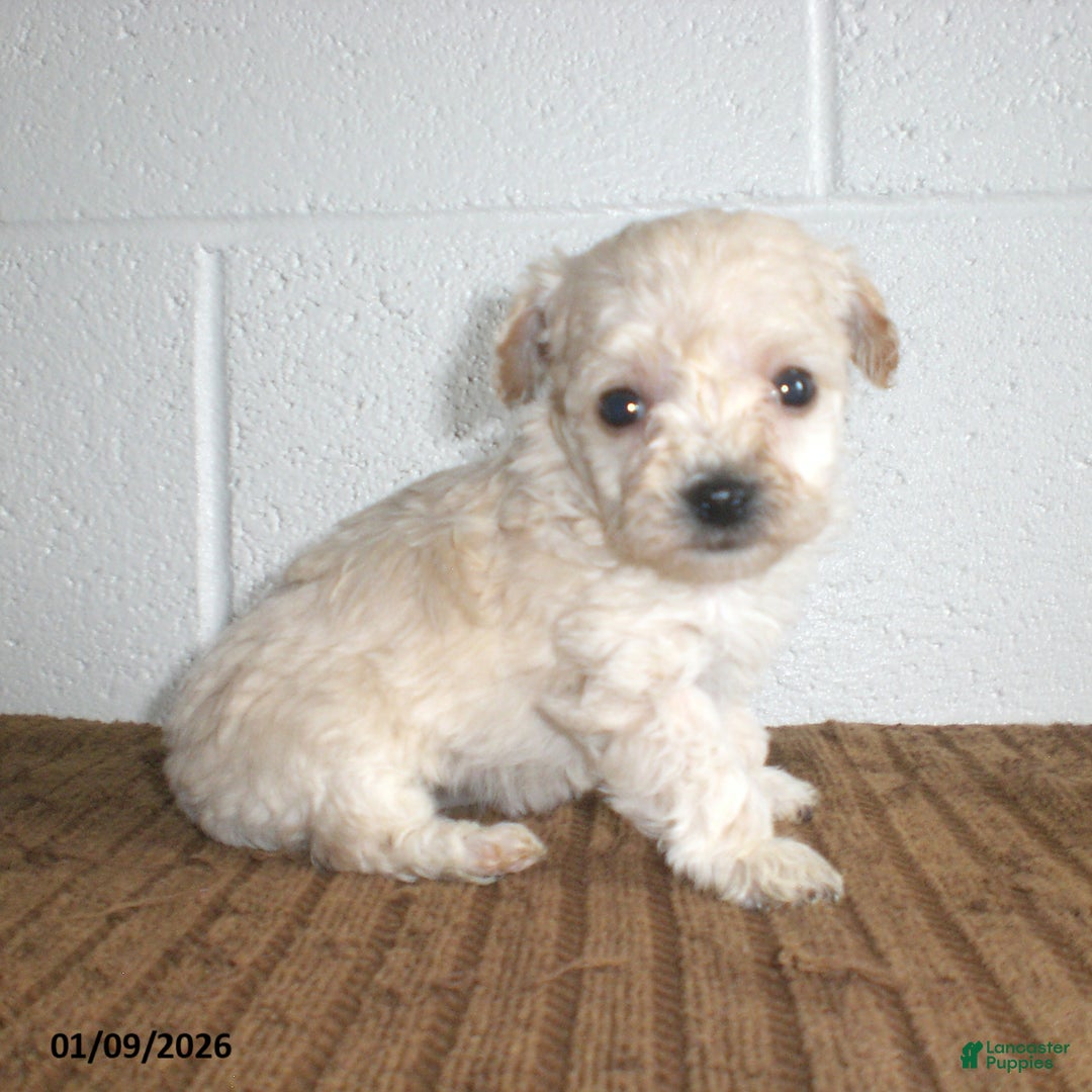 Yorkiepoo dogs for sale: Kelly - Ad 22