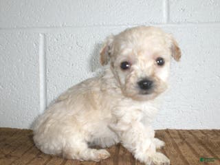 Yorkiepoo dogs Kelly - Ad 23
