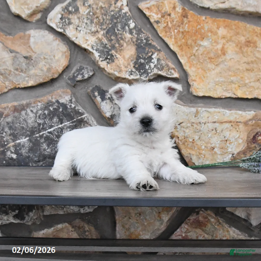 West Highland Terrier dogs for sale: Tyler - Ad 3