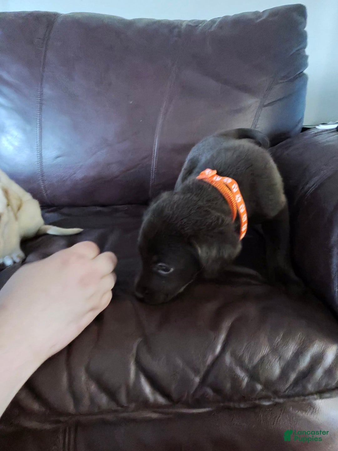 Mixed Breed dogs for sale: Carmella / Cinimini / Honey / Albany / Mini zoo / midnight - Ad 21