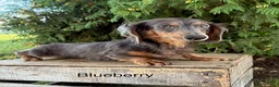 Miniature Dachshund dogs for sale: Bowie - Ad 5