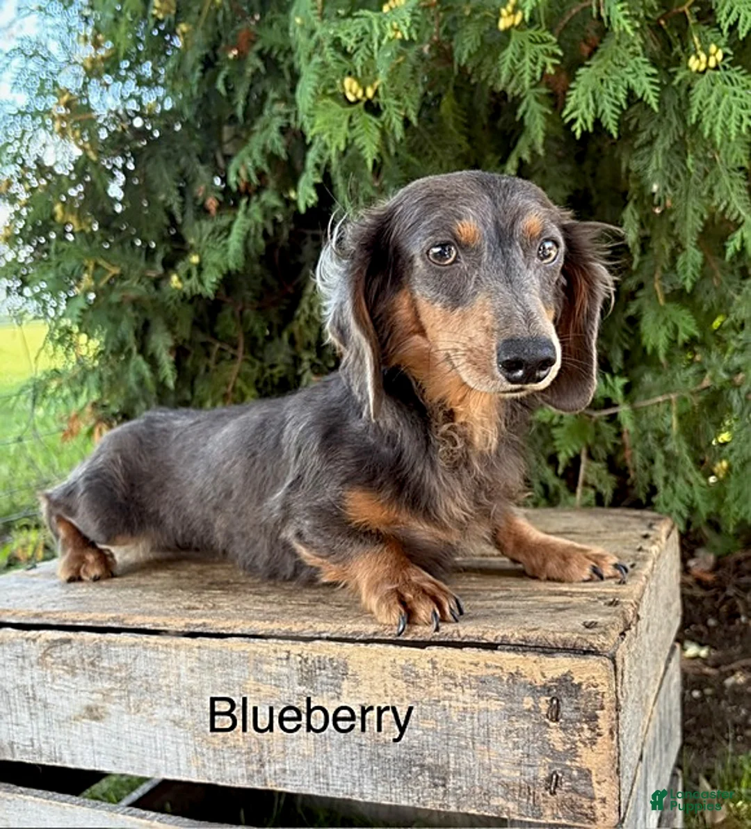 Miniature Dachshund dogs for sale: Bowie - Ad 5