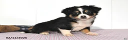 Mixed Breed dogs for sale: Badger - Ad 1