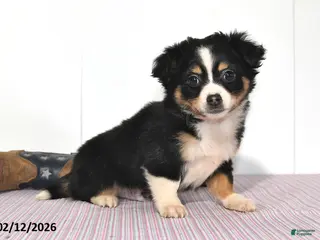 Mixed Breed dogs Badger - Ad 8