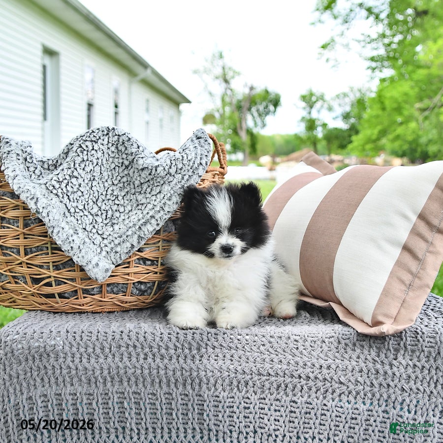 Pomeranian dogs Anson - Ad 1