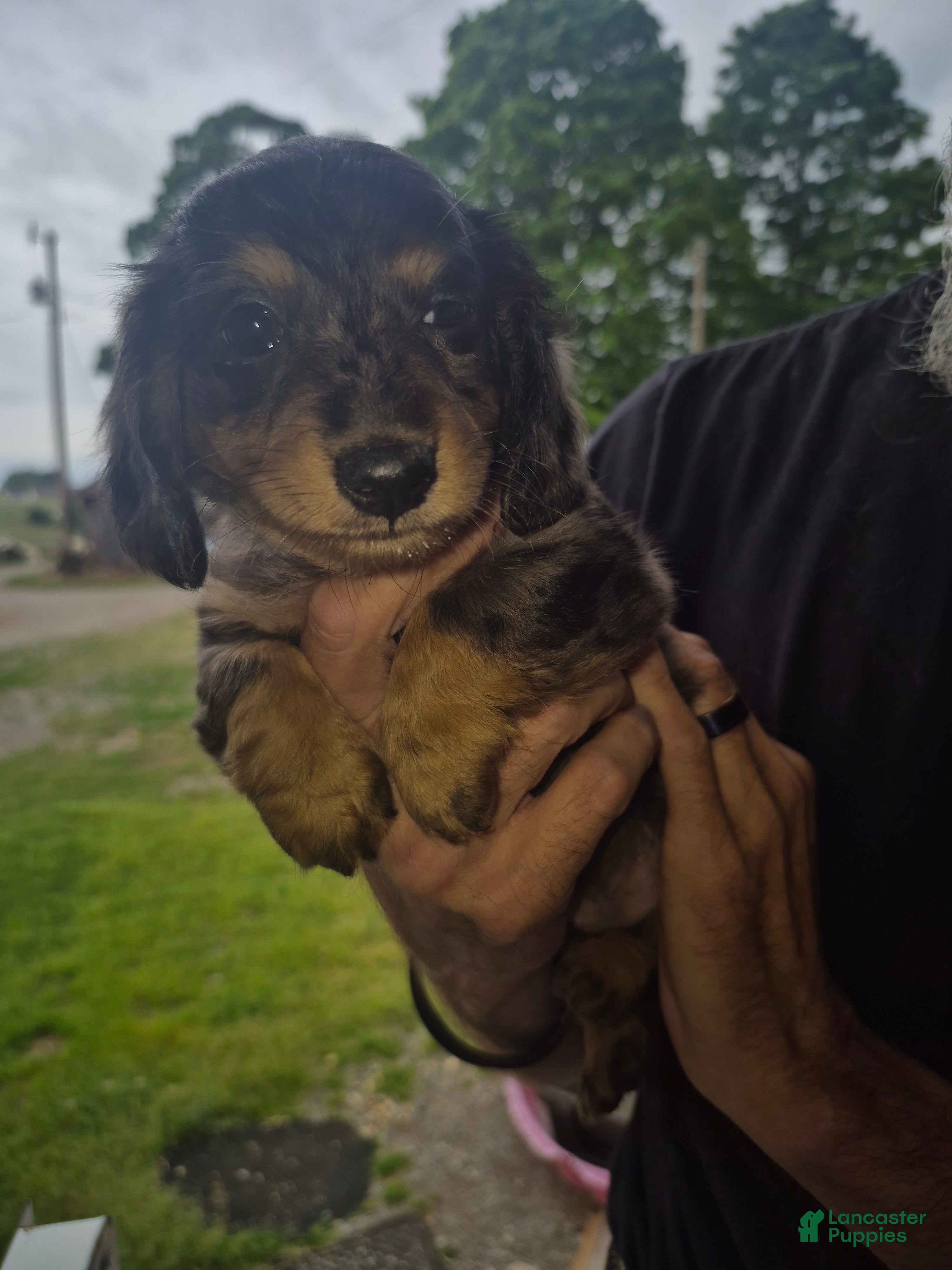 Miniature Dachshund dogs Long haired dapple girl - Ad 17