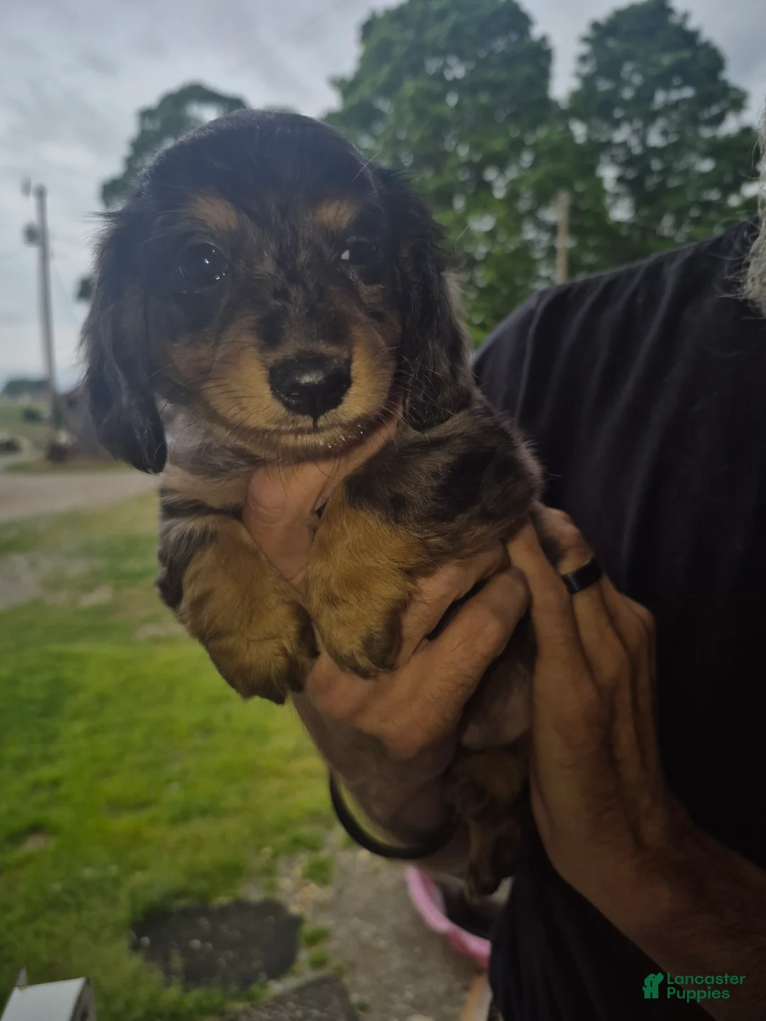 Miniature Dachshund dogs for sale: Long haired dapple girl - Ad 1