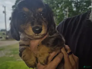 Miniature Dachshund dogs Long haired dapple girl - Ad 15