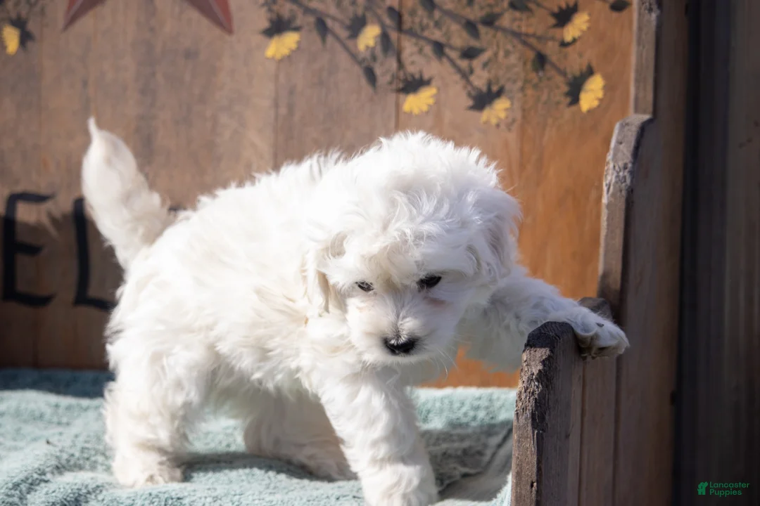 Maltipoo dogs for sale: Maltipoo Puppy 2 - Ad 4