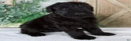 Giant Schnauzer dogs for sale: Kate - Ad 6