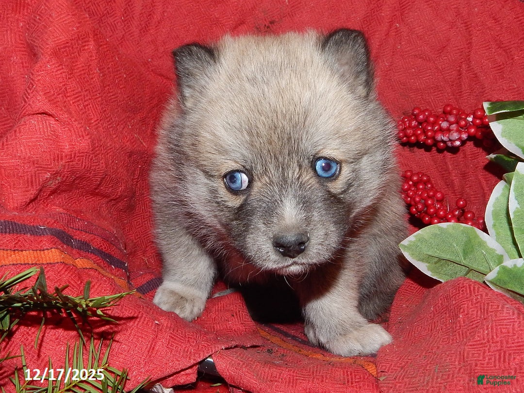 Pomsky dogs for sale: Charlie - Ad 2