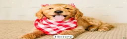 Goldendoodle dogs for sale: Honey - Ad 14