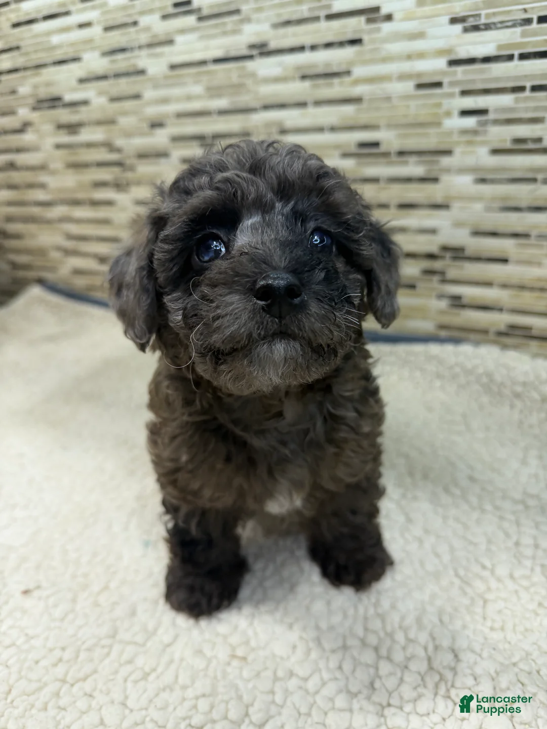 Yorkiepoo dogs for sale: Yorkiepoo LULUS - Ad 2
