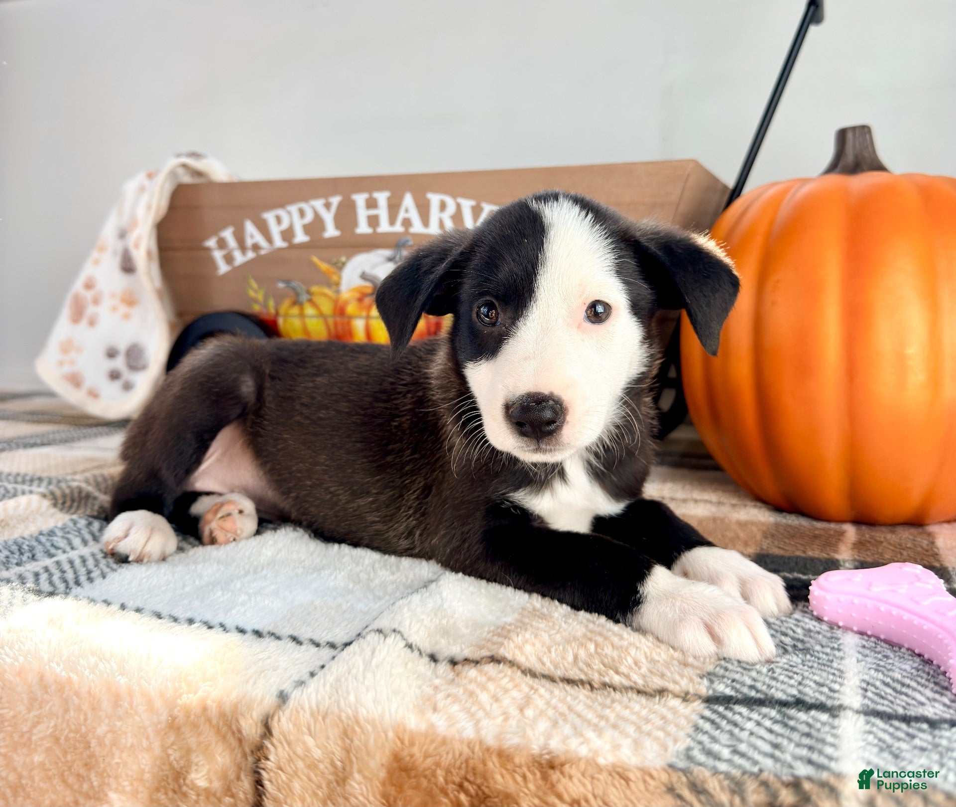 Border Collie dogs Honey - Ad 36