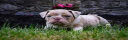 English Bulldog dogs for sale: Dozer - Ad 2