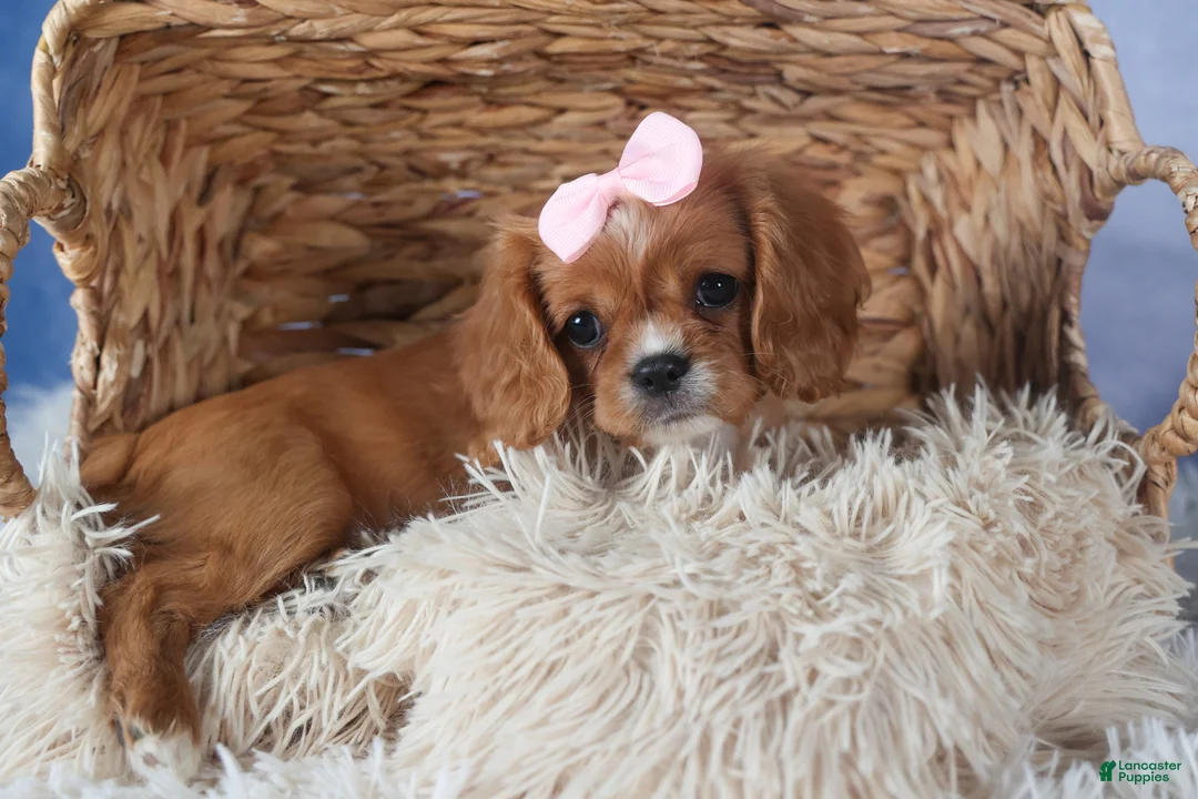 Cavalier King Charles Spaniel dogs for sale: Pippin - Ad 3