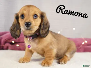 Dachshund dogs Ramona - Ad 23