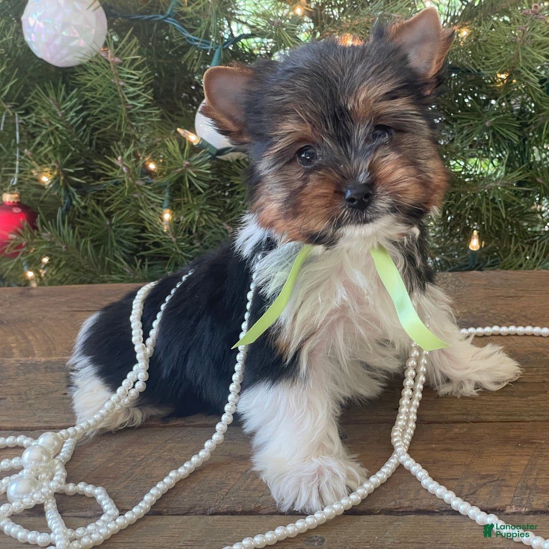 Mixed Breed dogs for sale: Bandit - Ad 10