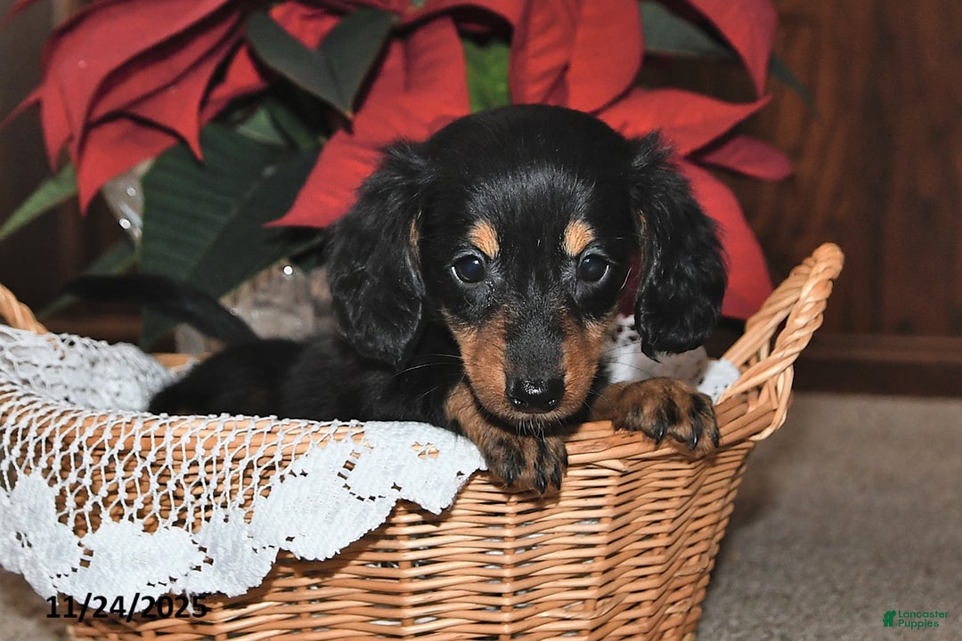 Miniature Dachshund dogs for sale: Preston - Ad 4