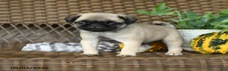 Pug dogs for sale: Waffles - Ad 4