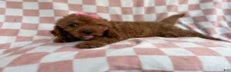 Cavapoo dogs for sale: Reba - Ad 3