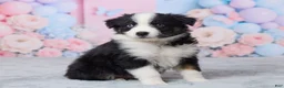 Australian Shepherd dogs for sale: Buddy - Ad 3