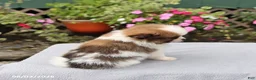 Pomeranian dogs for sale: Snickers - Ad 4