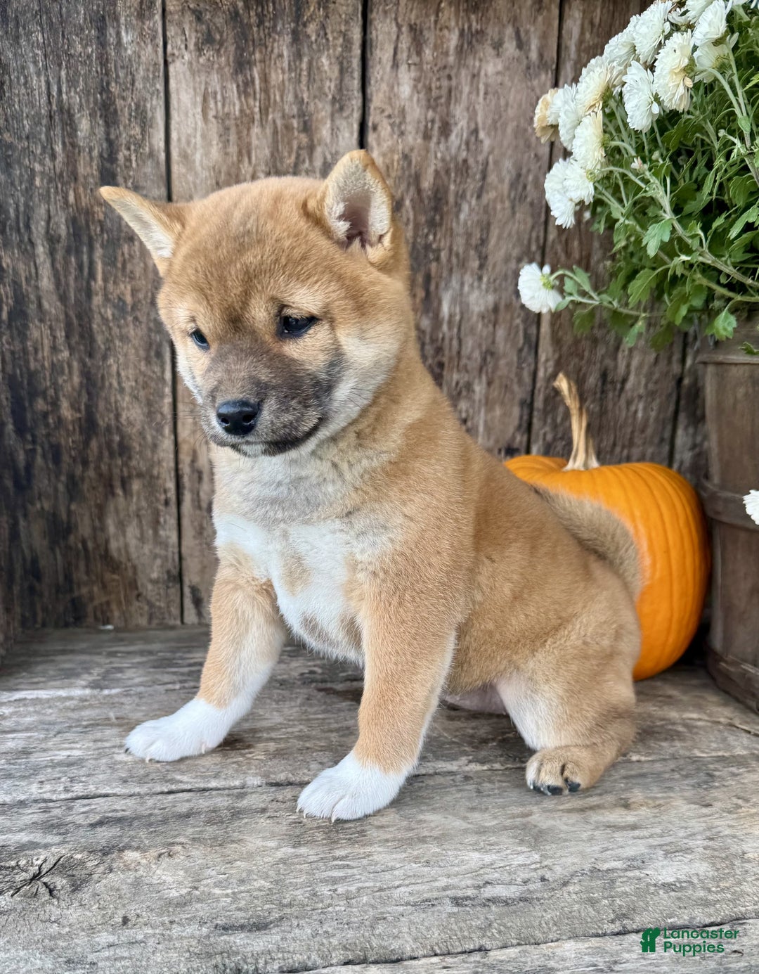 Shiba Inu dogs for sale: Fiona - Ad 5
